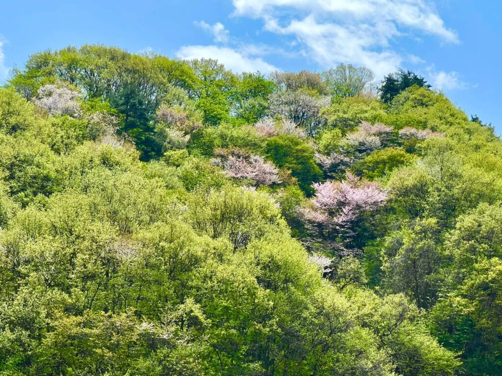 山桜
