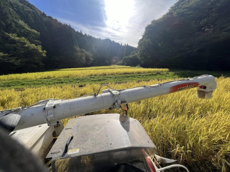 再生水田　稲刈り
